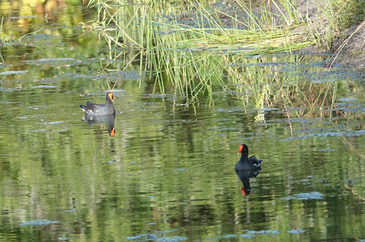 Common Gallinule - ML610699789