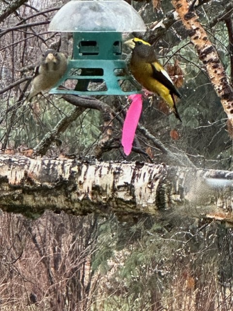 Evening Grosbeak - ML610699913