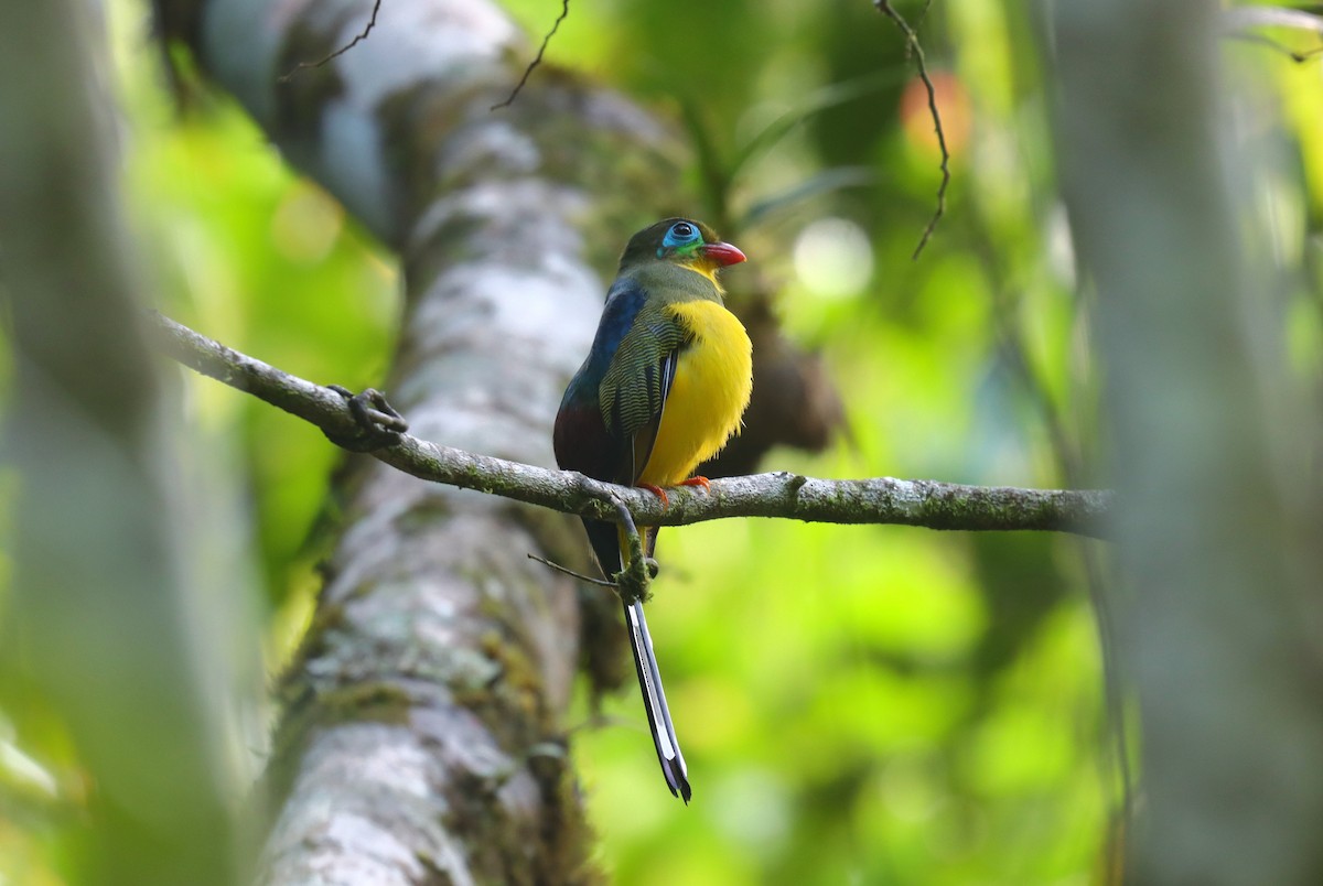 Sumatran Trogon - ML610699923