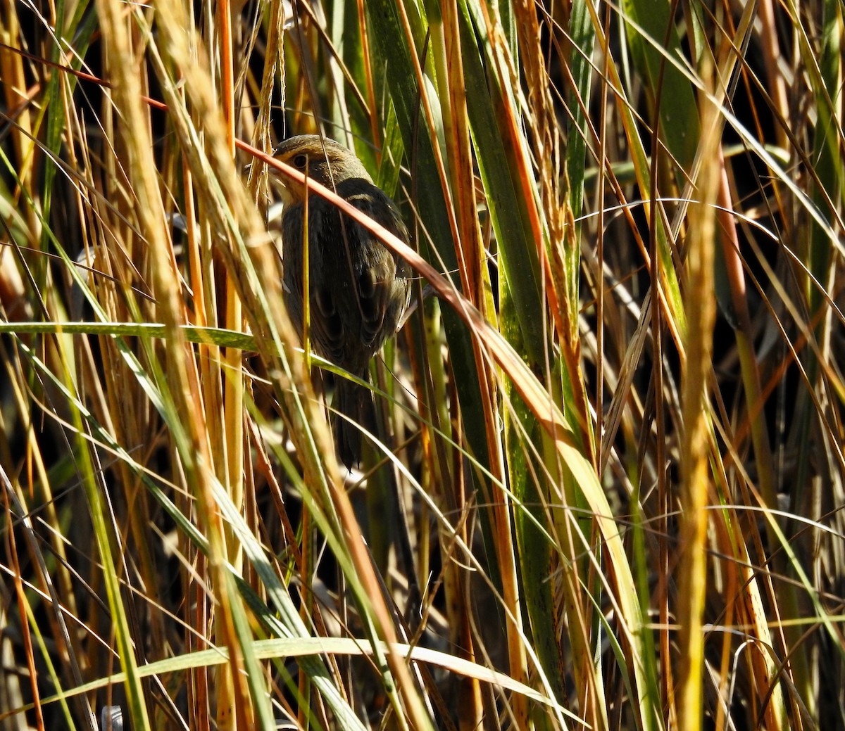 Багновець блідий - ML610699927