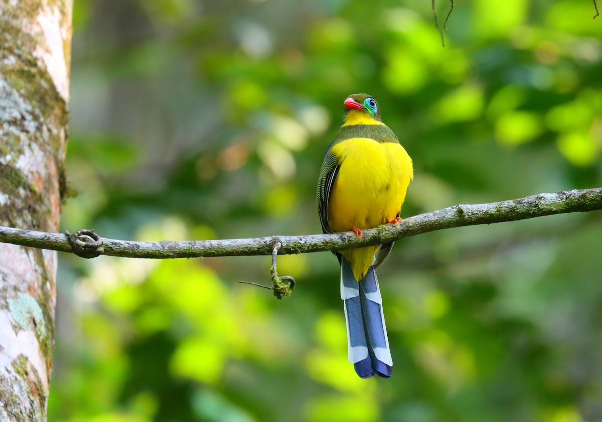 Sumatran Trogon - ML610699957