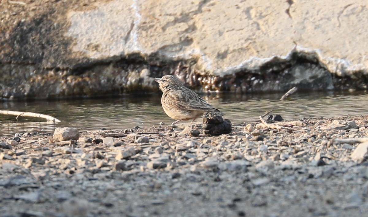 Sclater's Lark - Bonnie Bompart