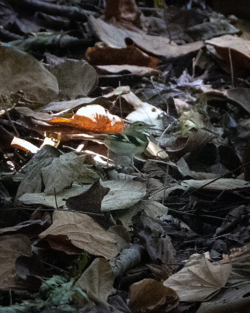 Forest Wagtail - ML610700010