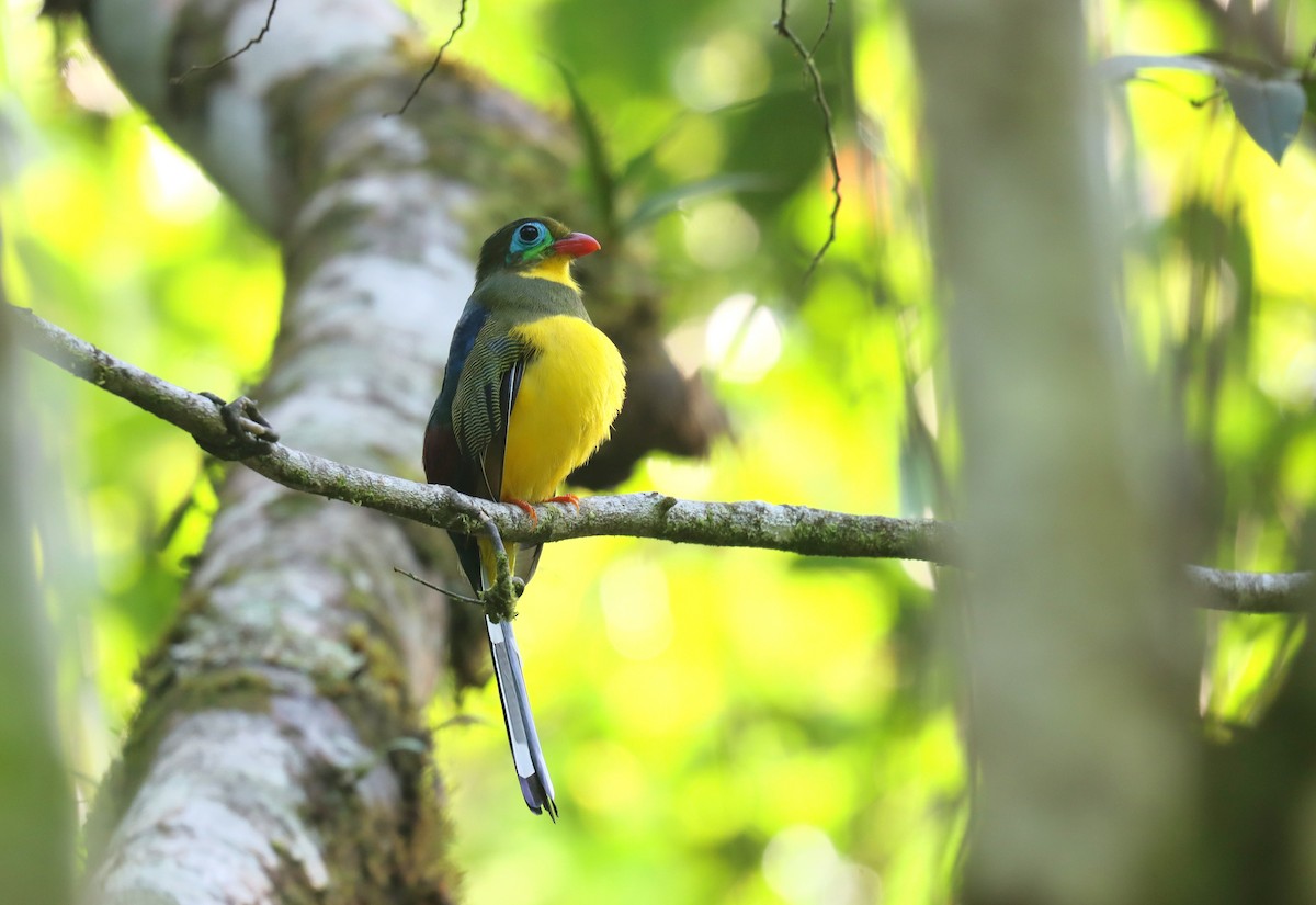 Sumatran Trogon - ML610700037