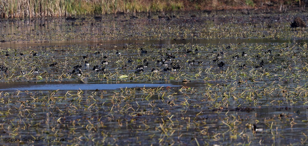 Ring-necked Duck - ML610700059