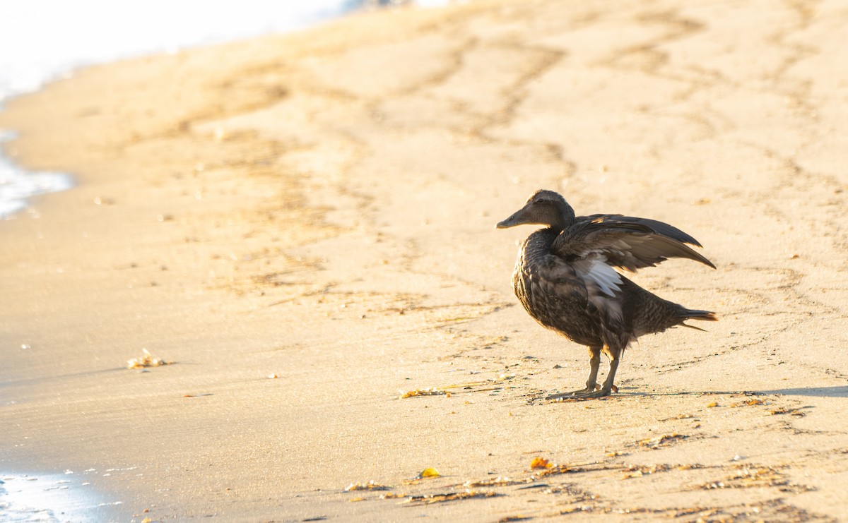 Common Eider - Elena Bersani