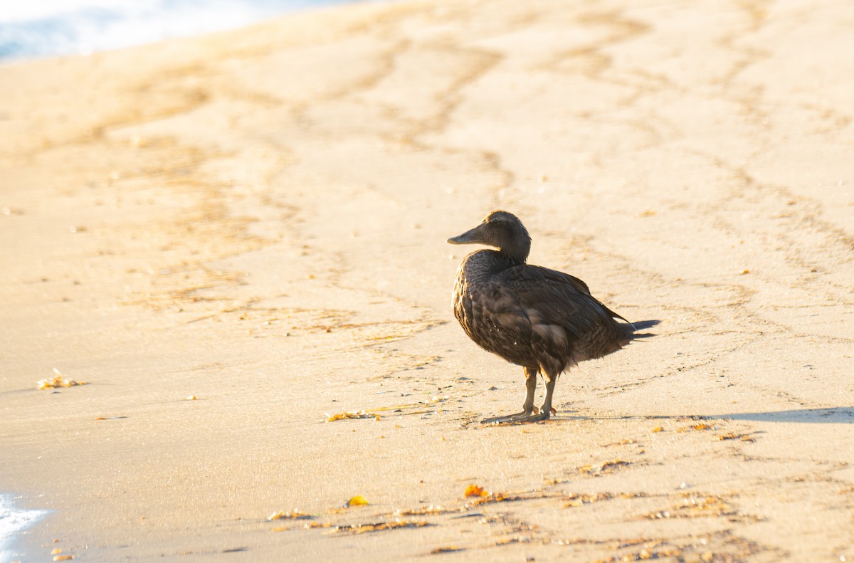 Common Eider - Elena Bersani