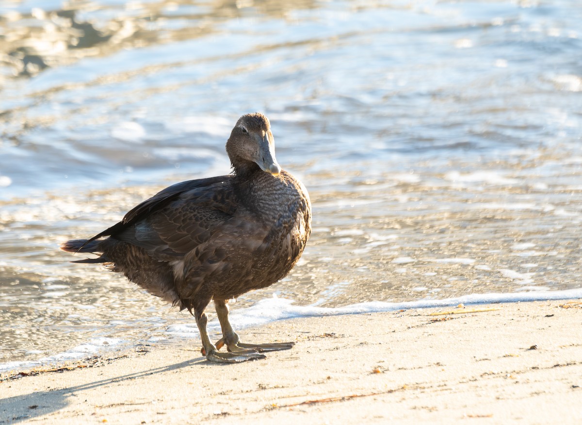 Common Eider - Elena Bersani