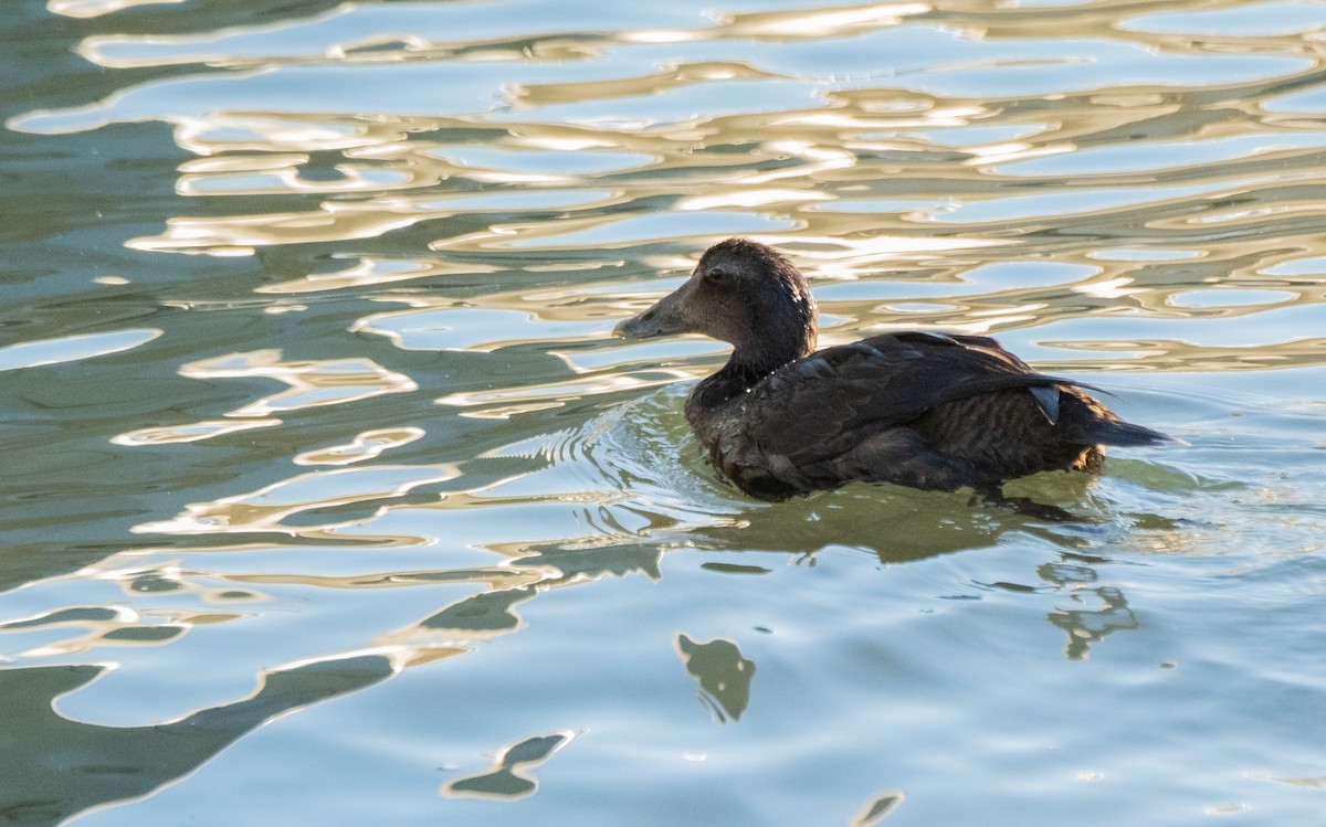 Common Eider - ML610700070