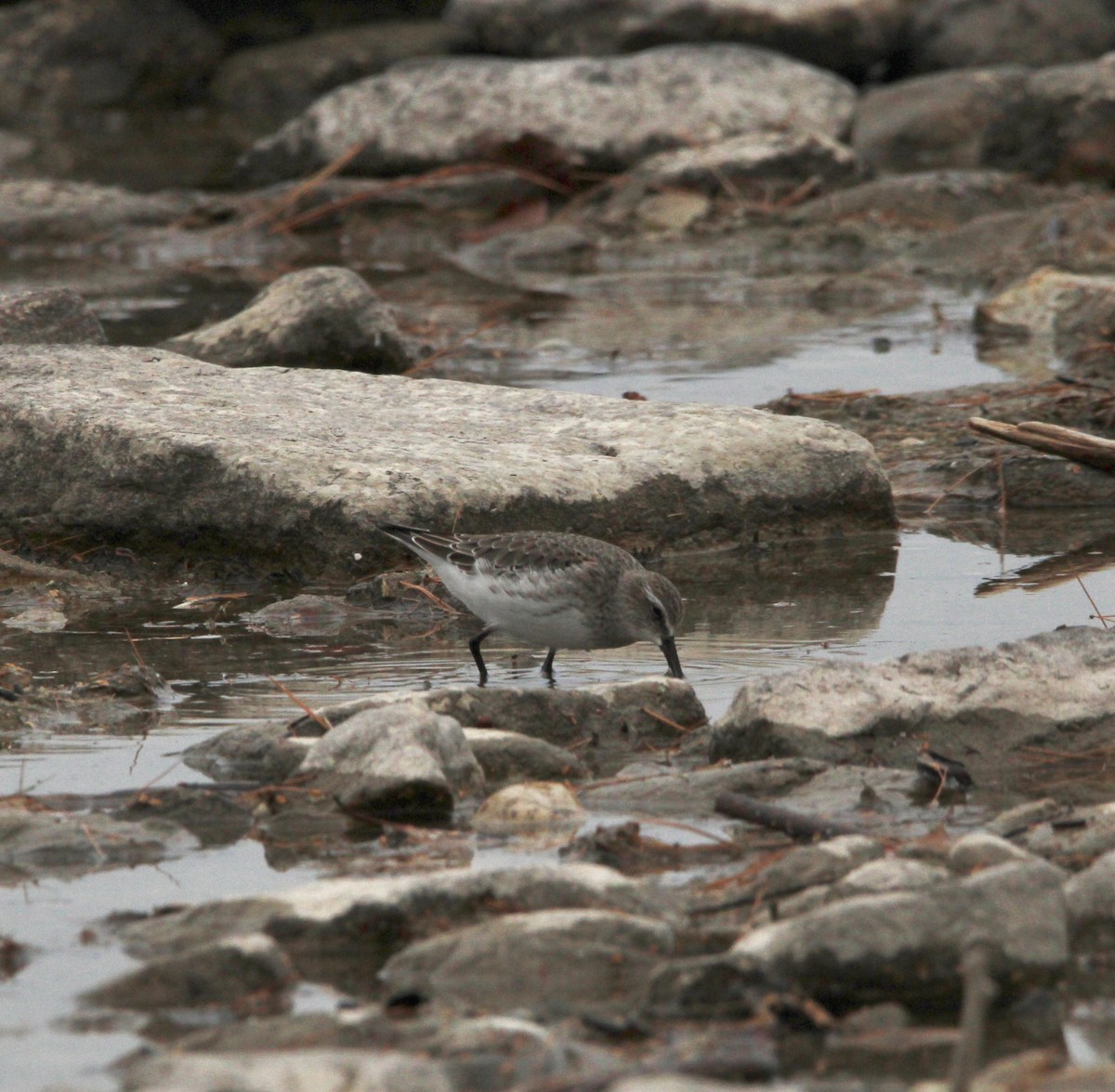 White-rumped Sandpiper - ML610700104