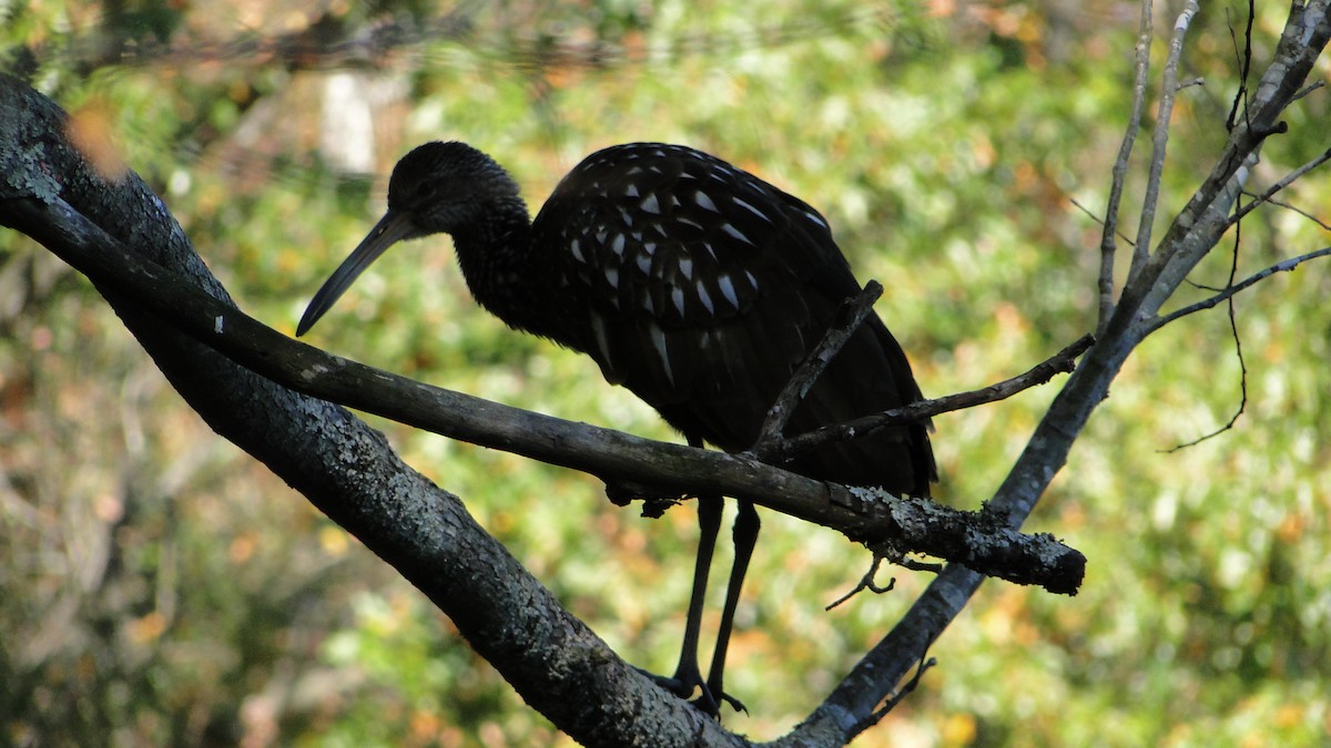 ツルモドキ - ML610700162