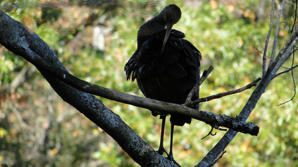 ツルモドキ - ML610700167