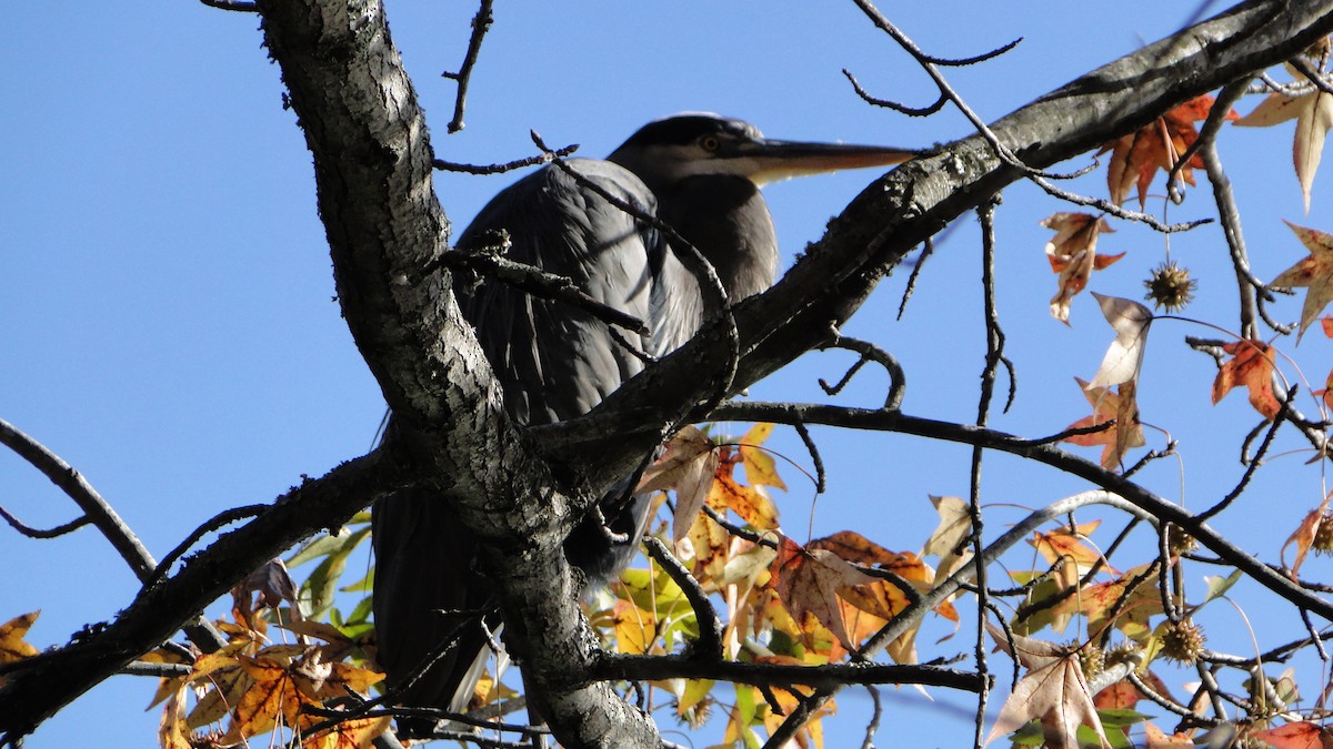 オオアオサギ - ML610700184