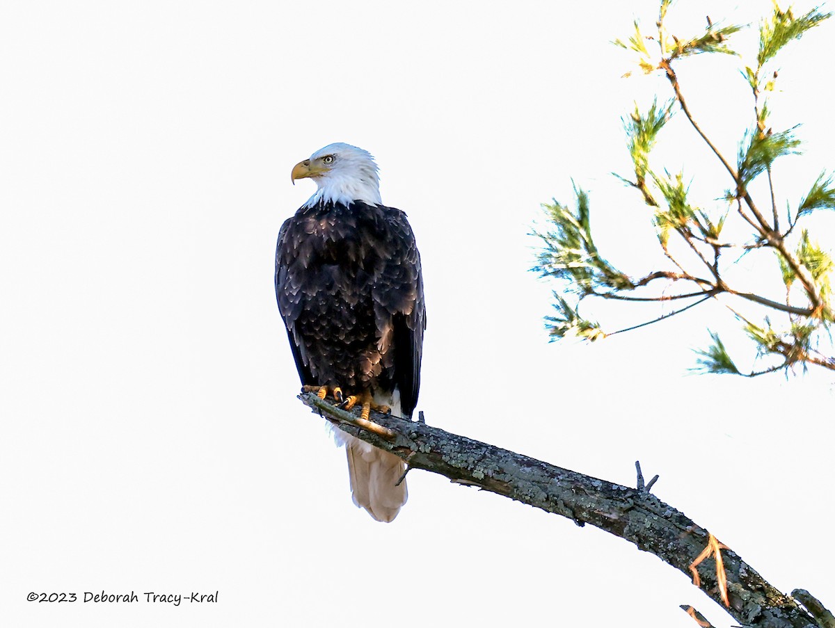 Weißkopf-Seeadler - ML610700218