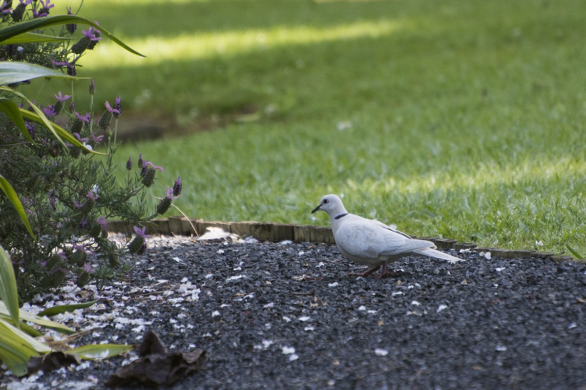 African Collared-Dove - ML610700253