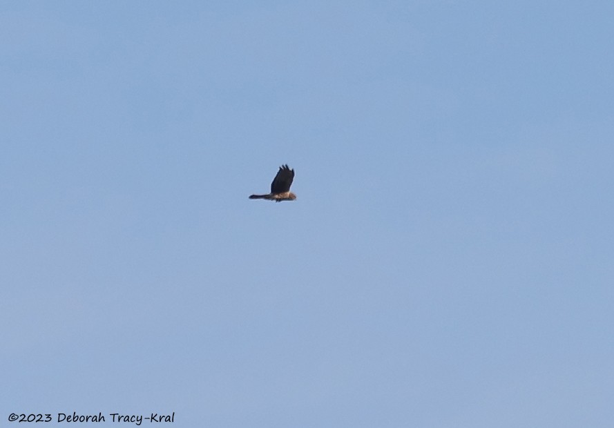 Northern Harrier - ML610700308