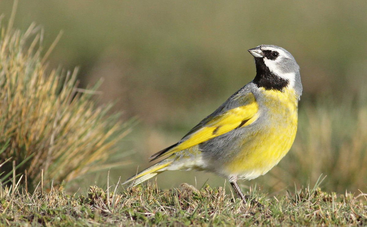 White-bridled Finch - ML61070051