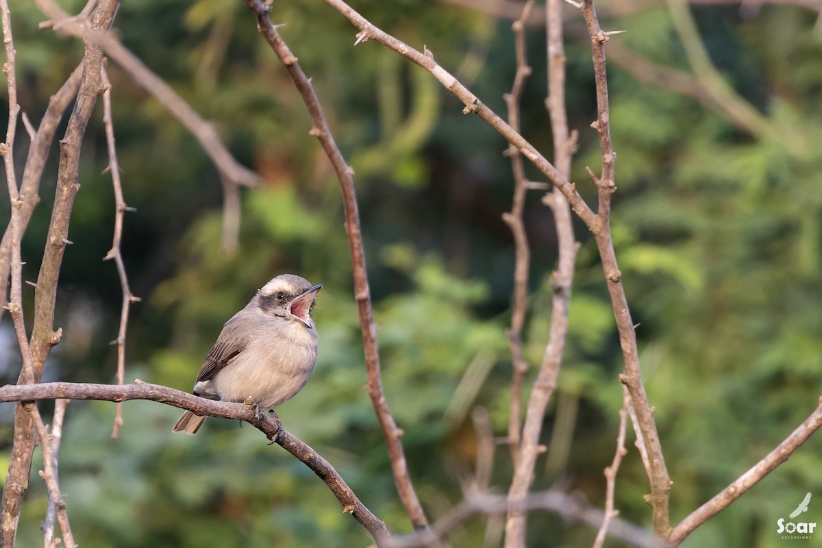 モズサンショウクイ - ML610700546
