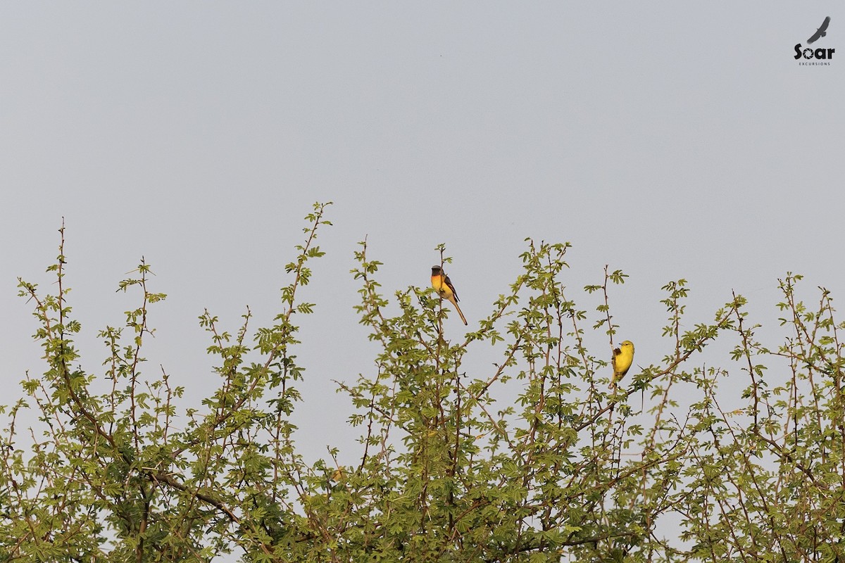 Küçük Minivet - ML610700591