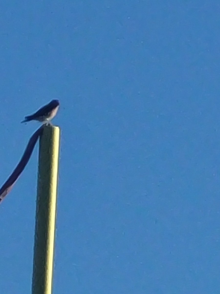 American Kestrel - ML610700593