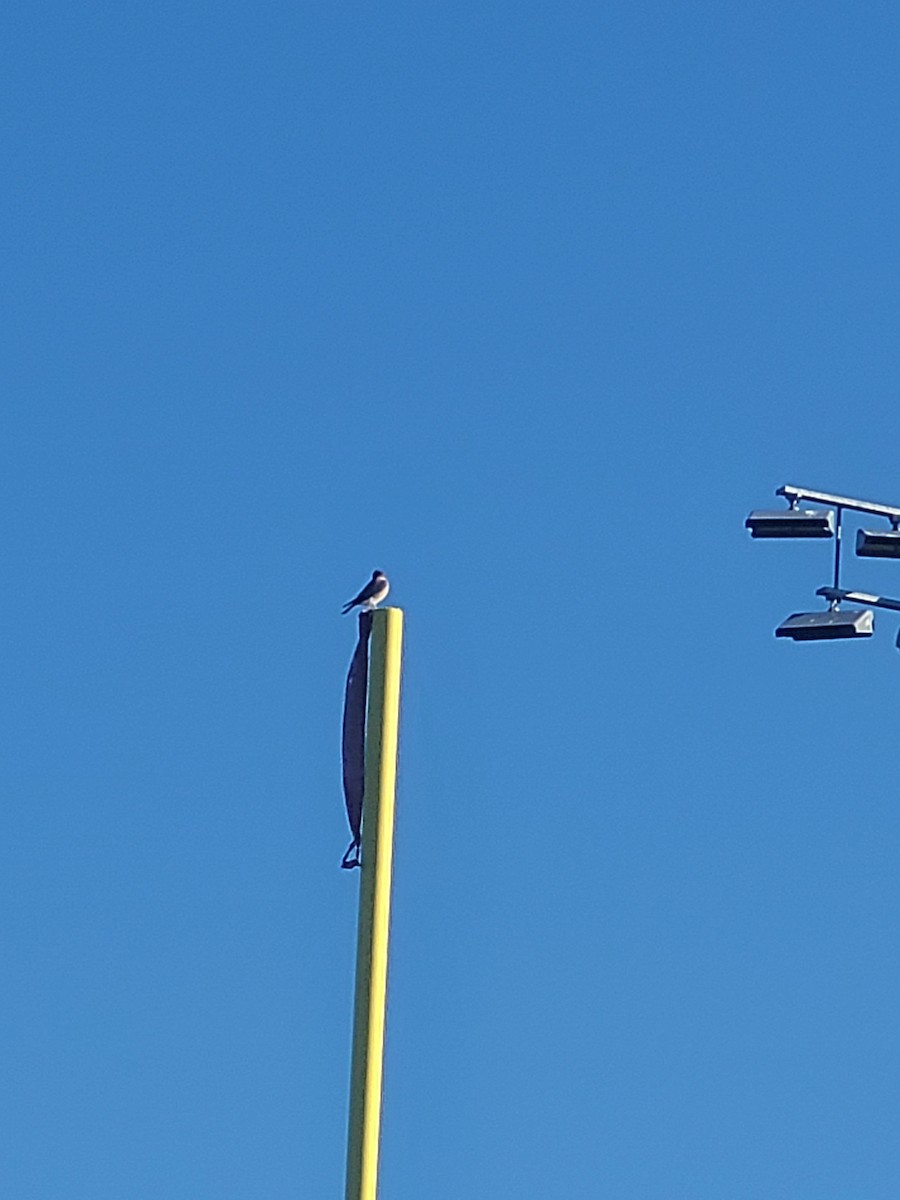 American Kestrel - ML610700597