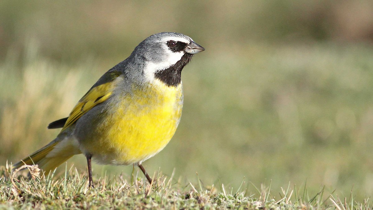 White-bridled Finch - ML61070061