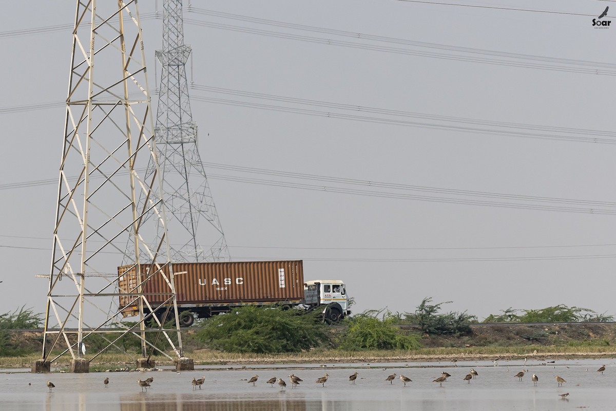 マミジロゲリ - ML610700673