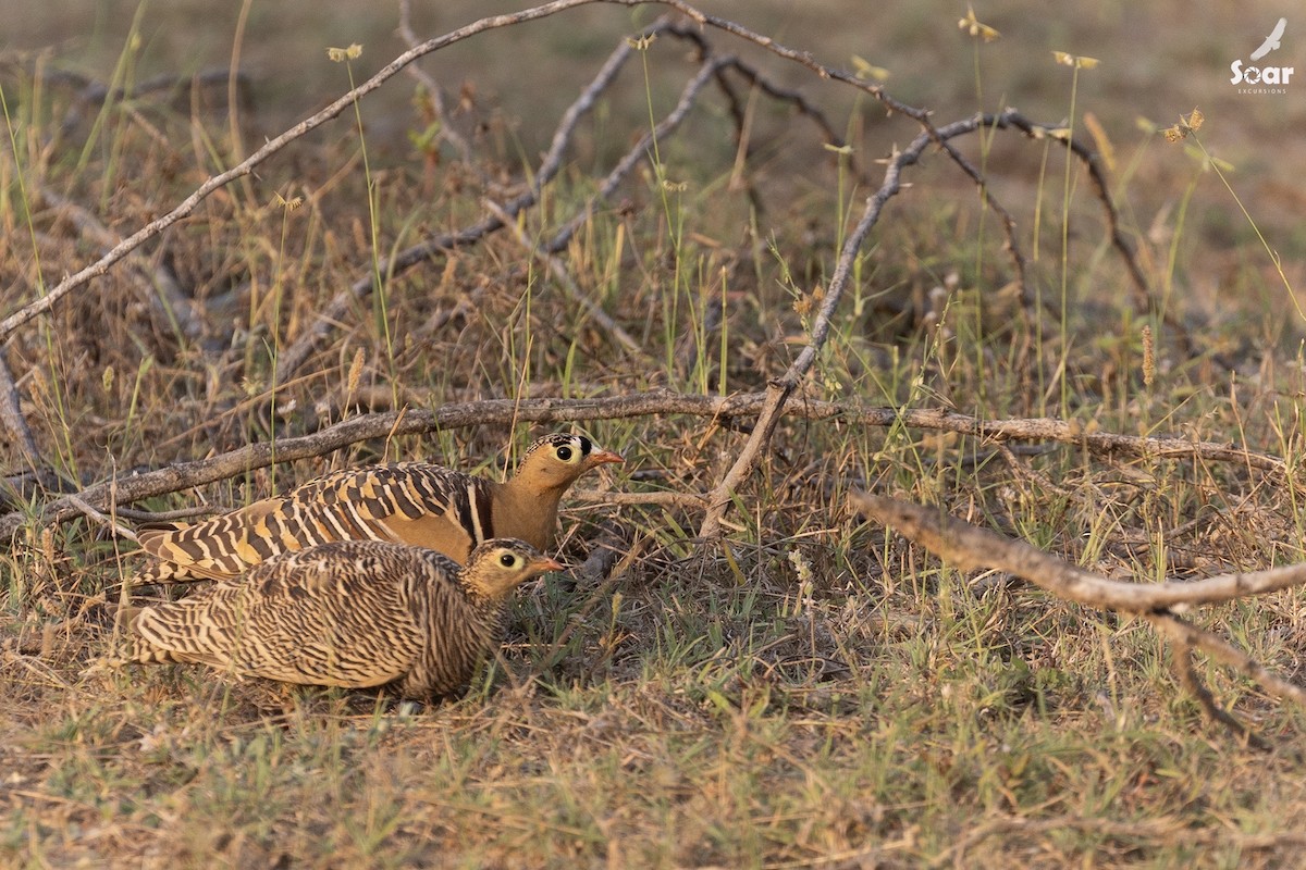 サザナミサケイ - ML610700719