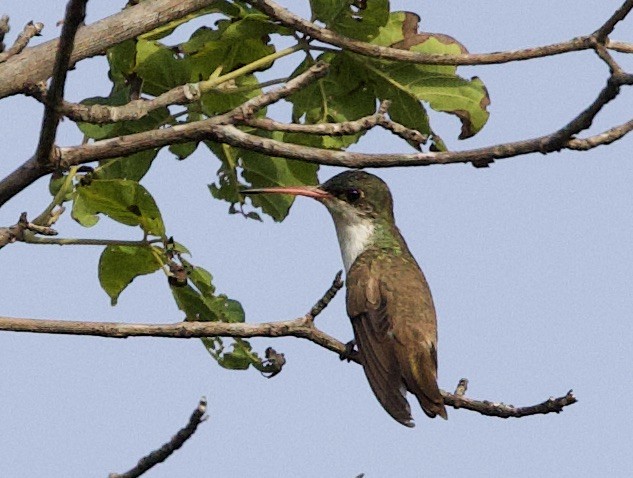 Green-fronted Hummingbird - ML610700766