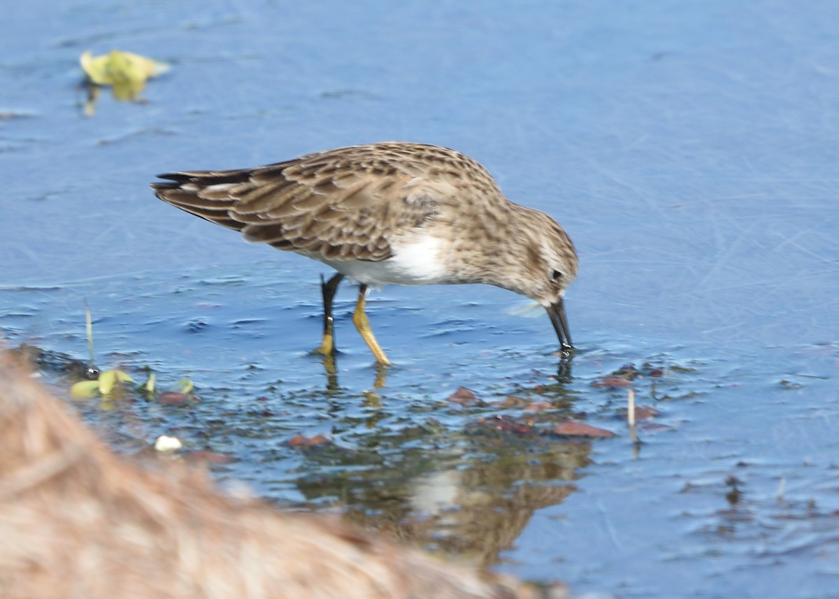 Least Sandpiper - ML610700797