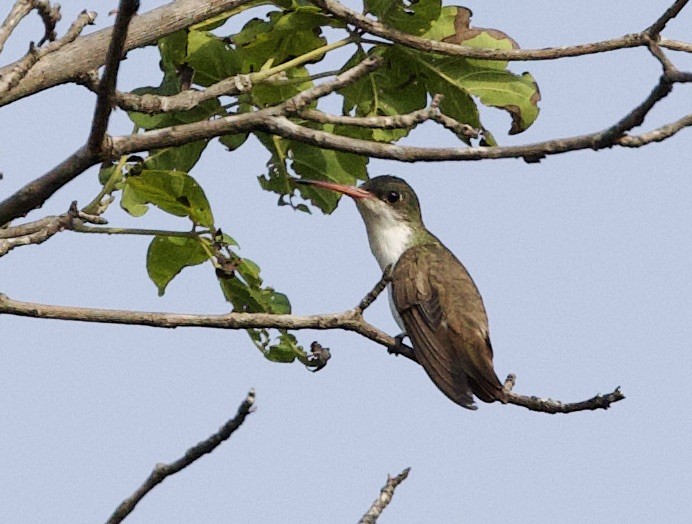 Green-fronted Hummingbird - ML610700877