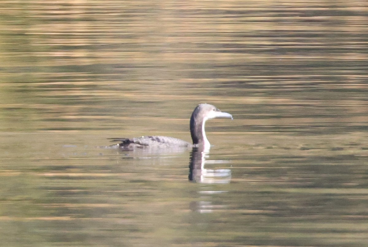 Pacific Loon - Tony Shrimpton