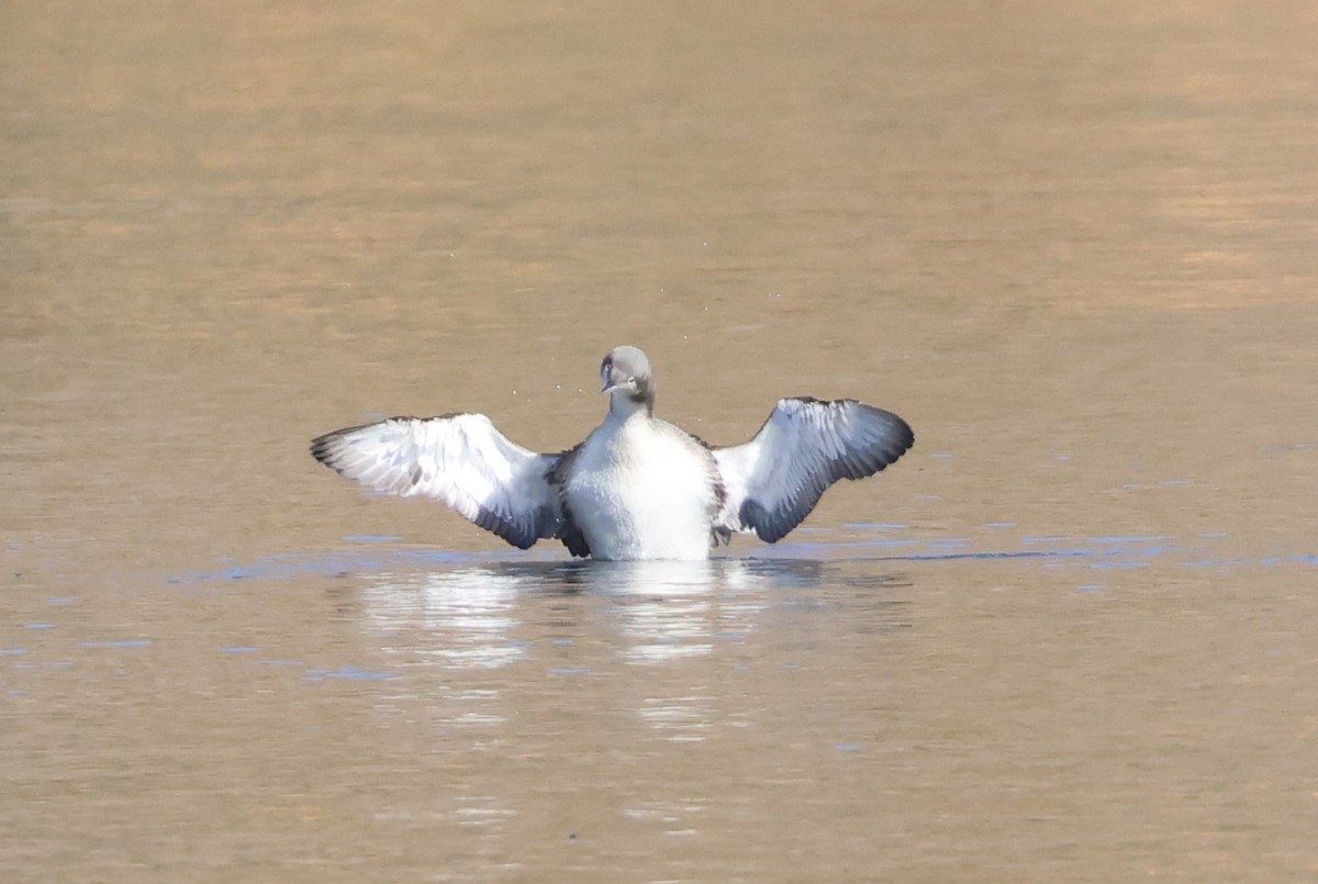 Pacific Loon - ML610700957