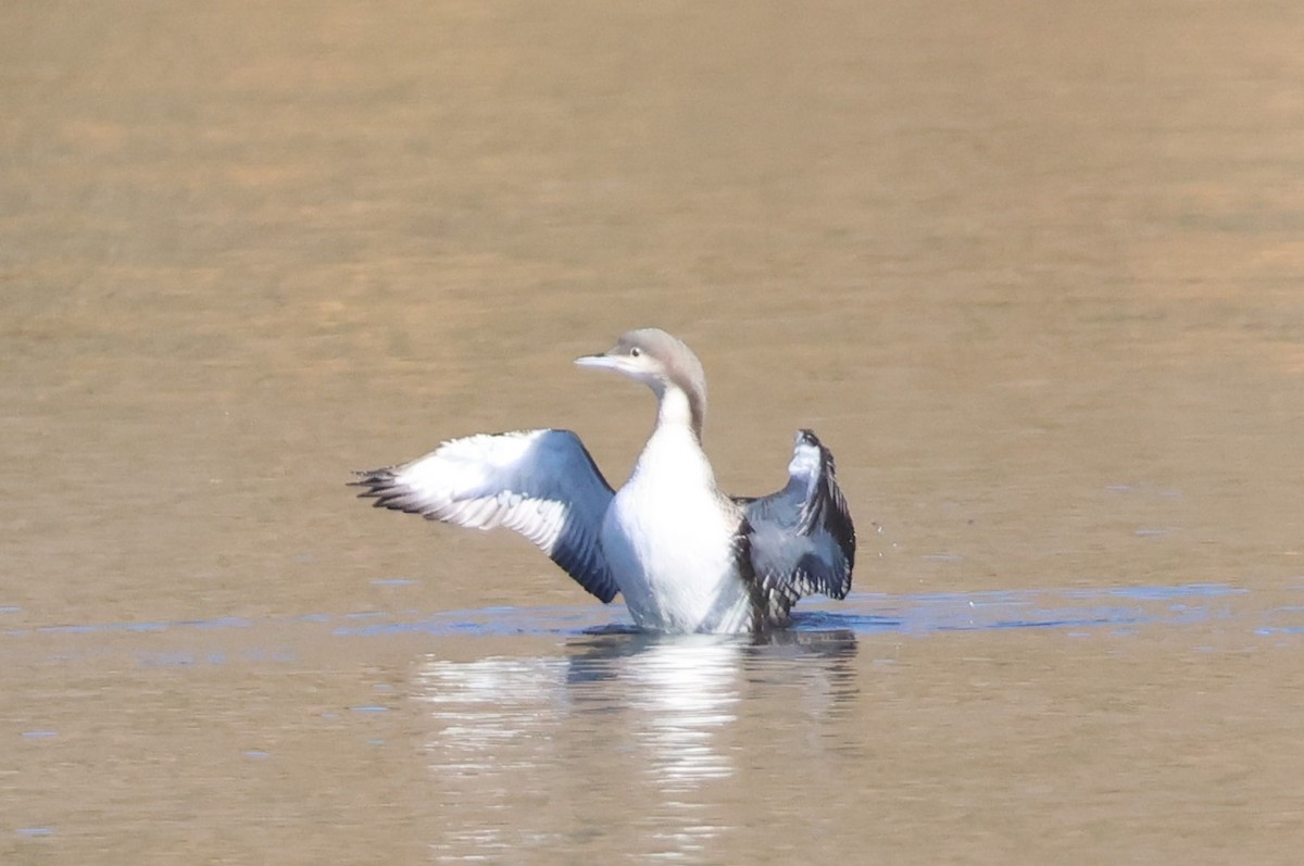 Pacific Loon - ML610700958