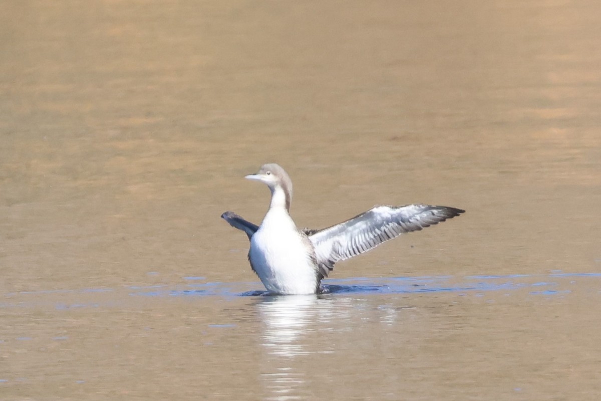 Pacific Loon - ML610700959