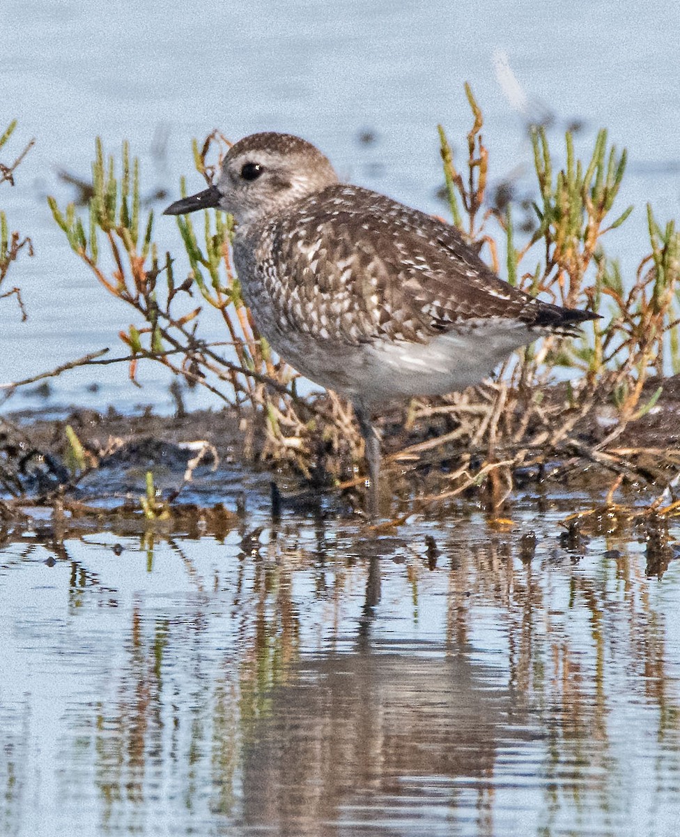 Black-bellied Plover - ML610700993