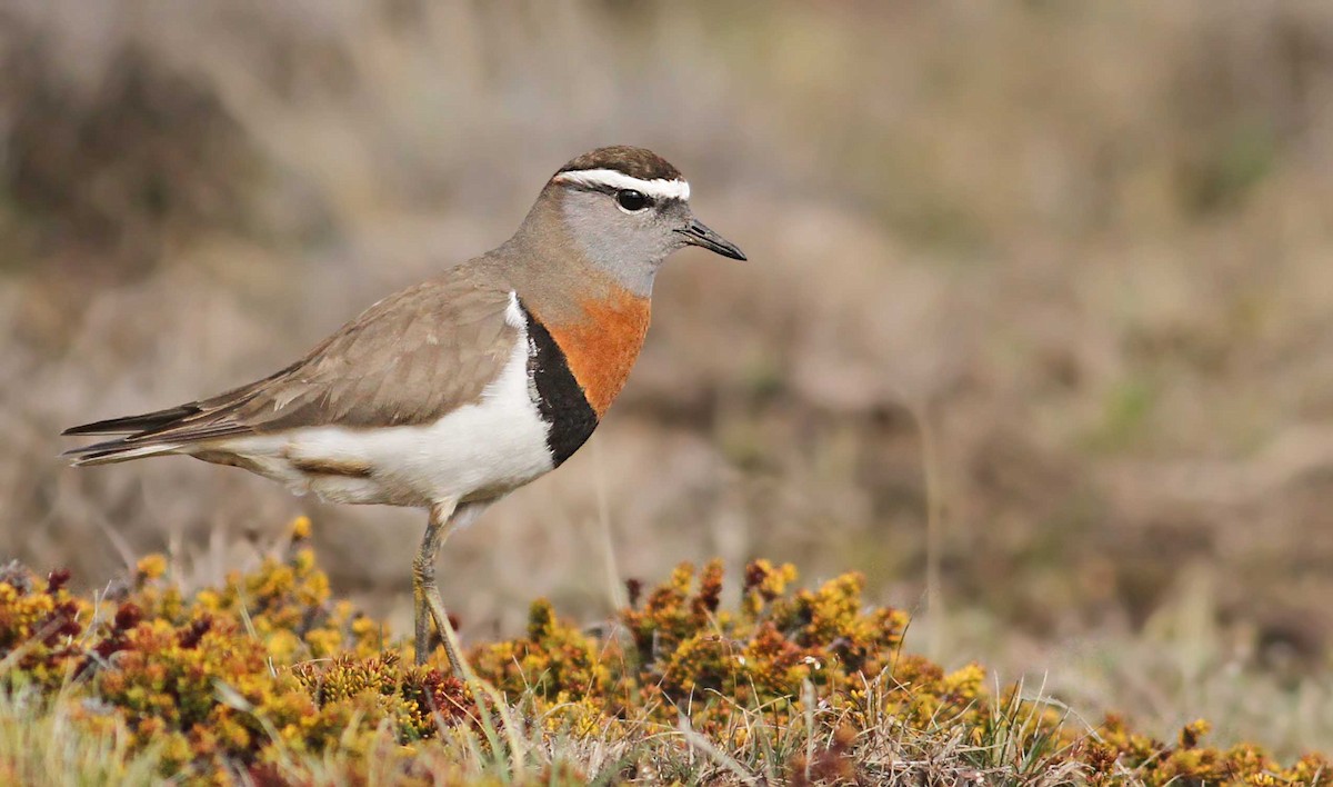 Rufous-chested Dotterel - Luke Seitz