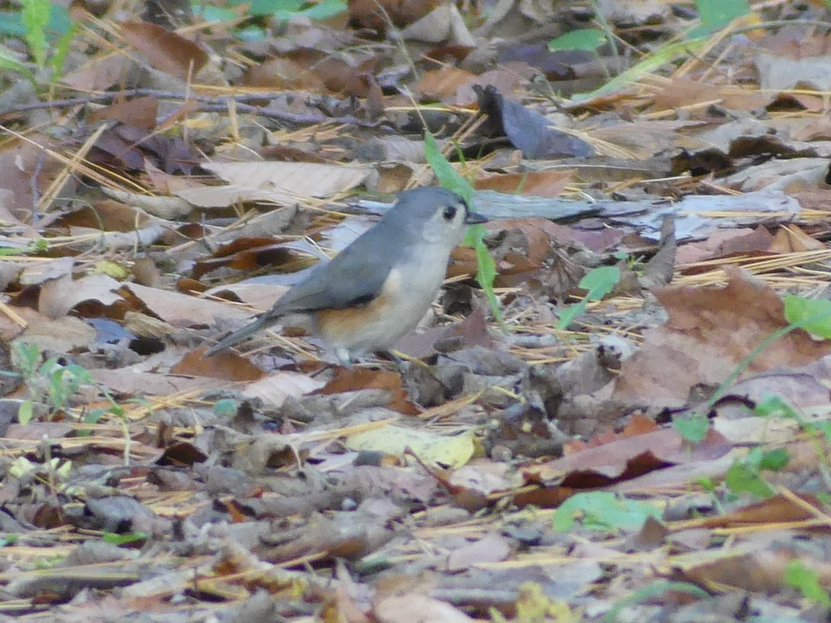 Tufted Titmouse - ML610701030