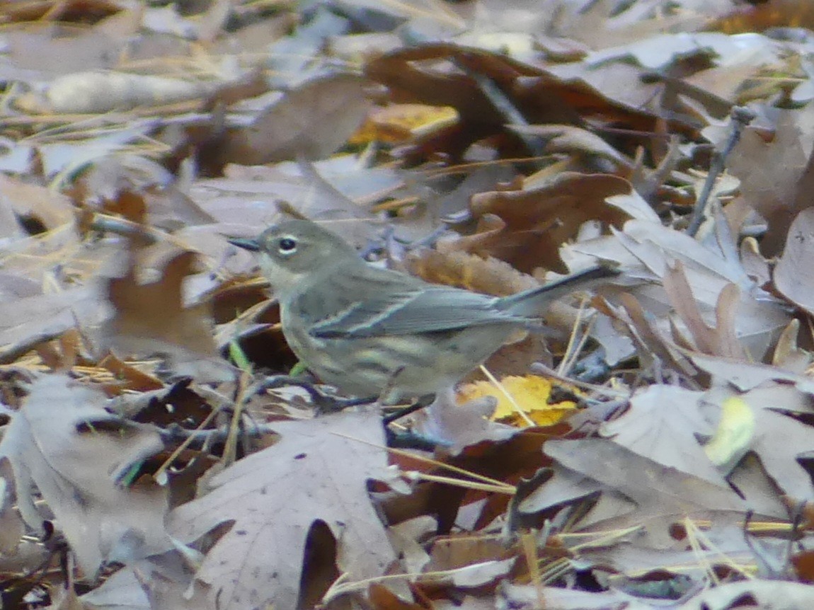 Yellow-rumped Warbler - ML610701036