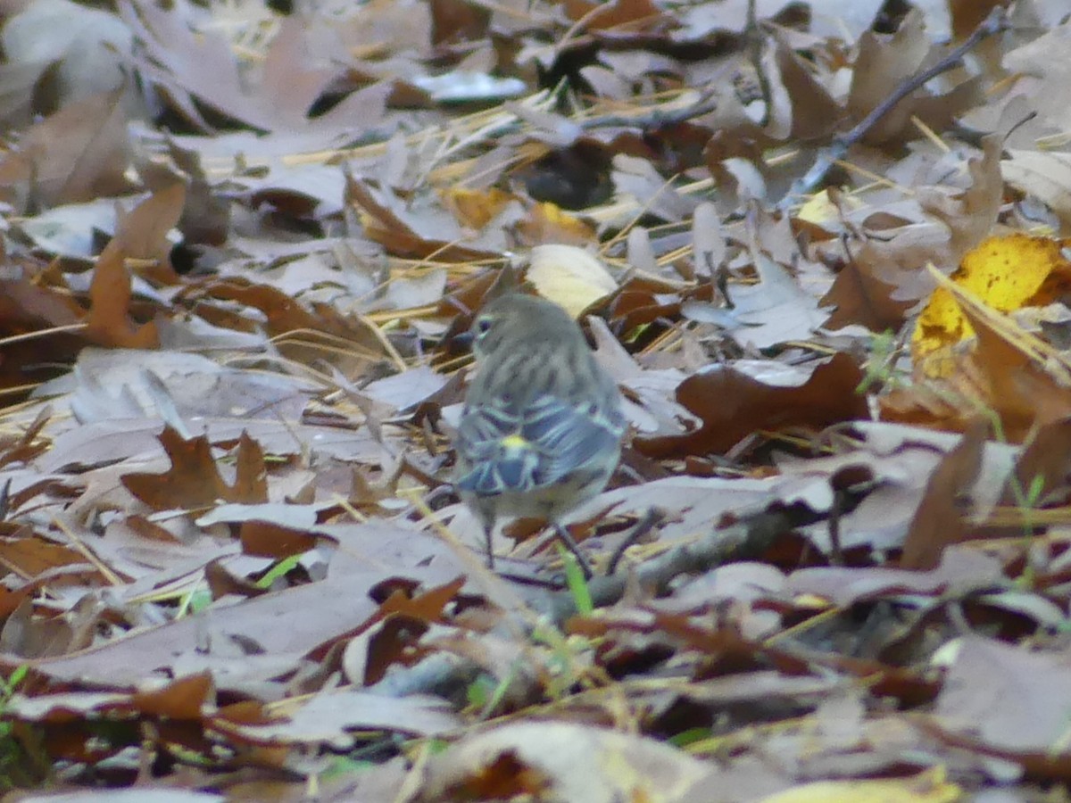 Yellow-rumped Warbler - ML610701038