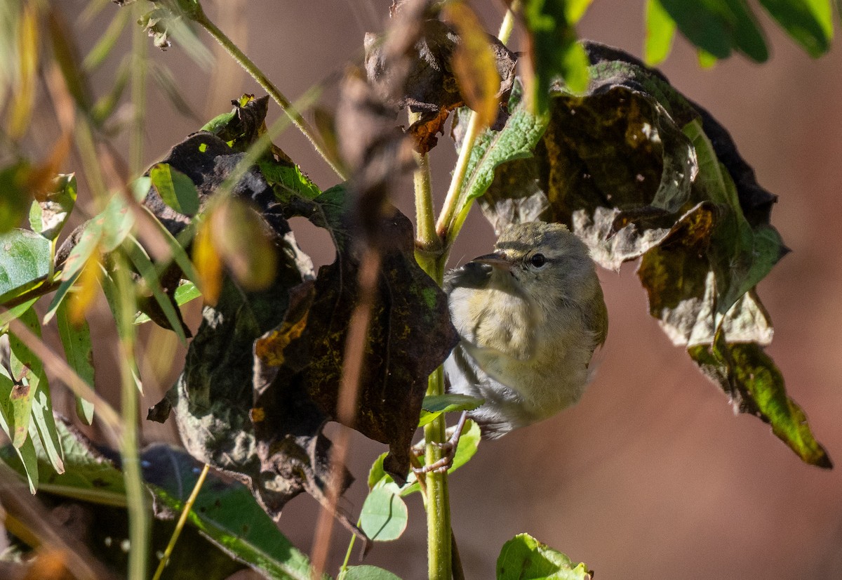 Tennessee Warbler - ML610701051