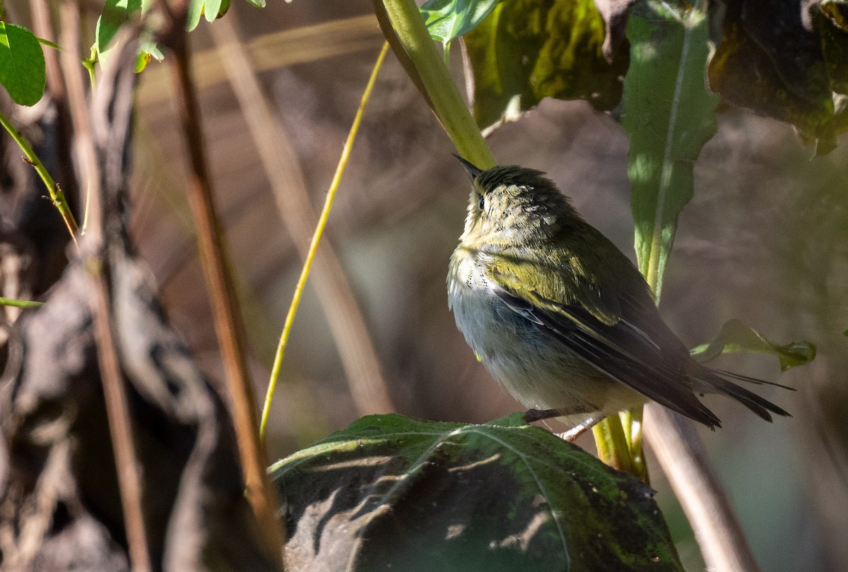 Tennessee Warbler - ML610701052