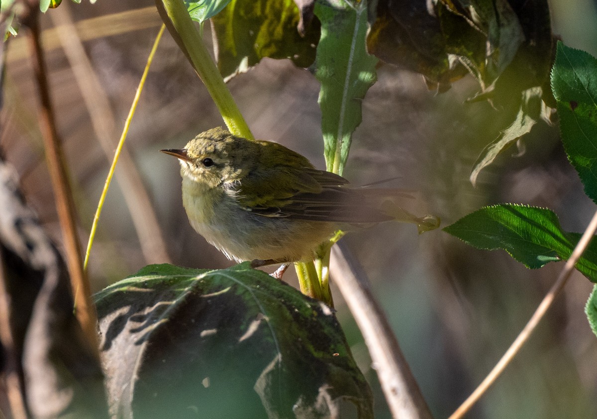 Tennessee Warbler - ML610701053