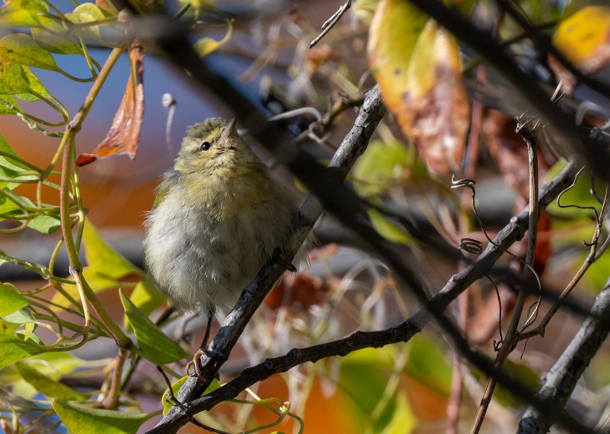 Tennessee Warbler - ML610701054