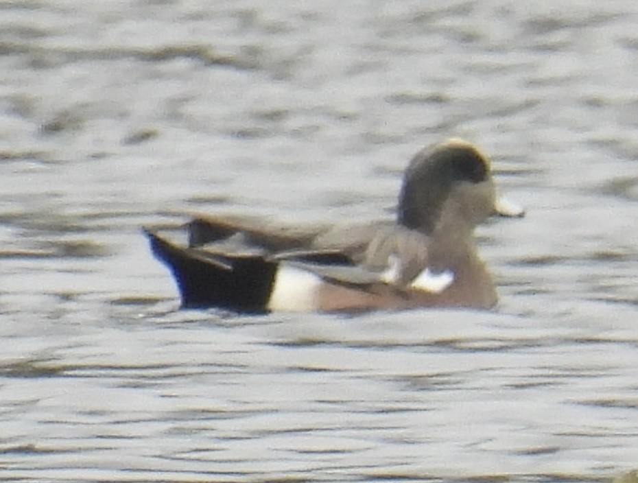 American Wigeon - ML610701077