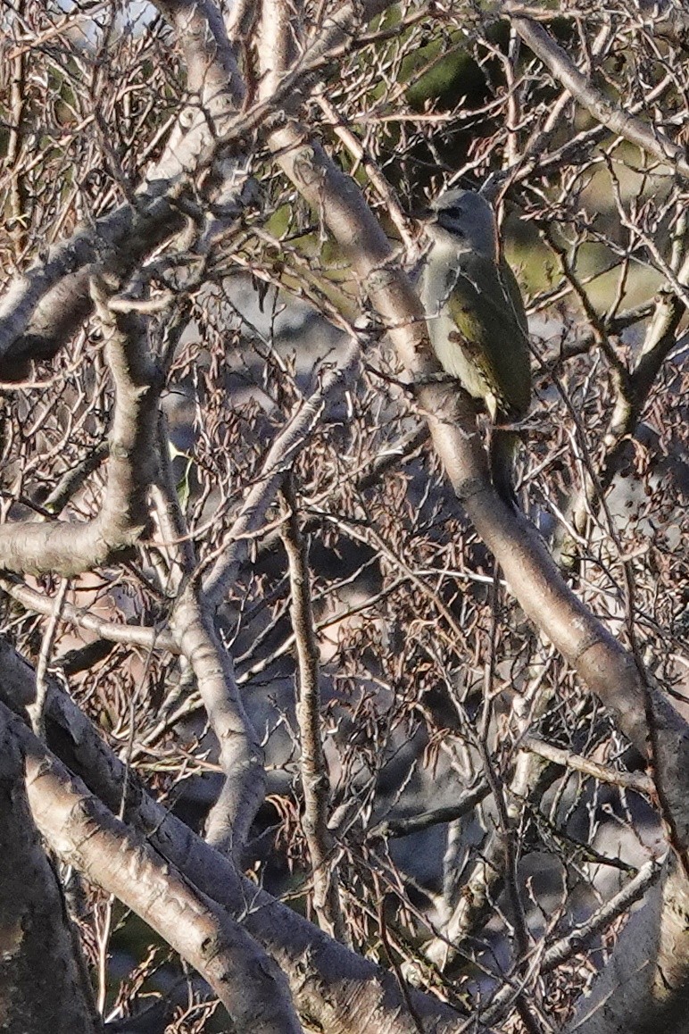 Gray-headed Woodpecker - ML610701124