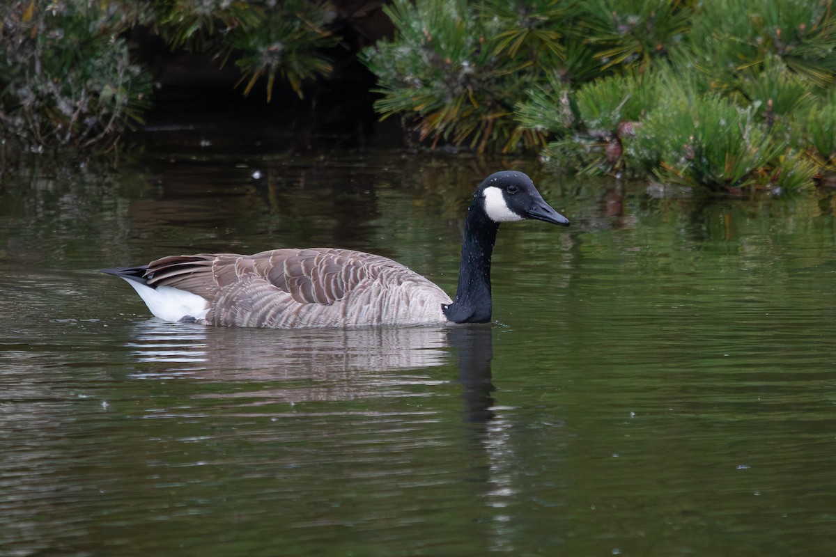 Canada Goose - ML610701144