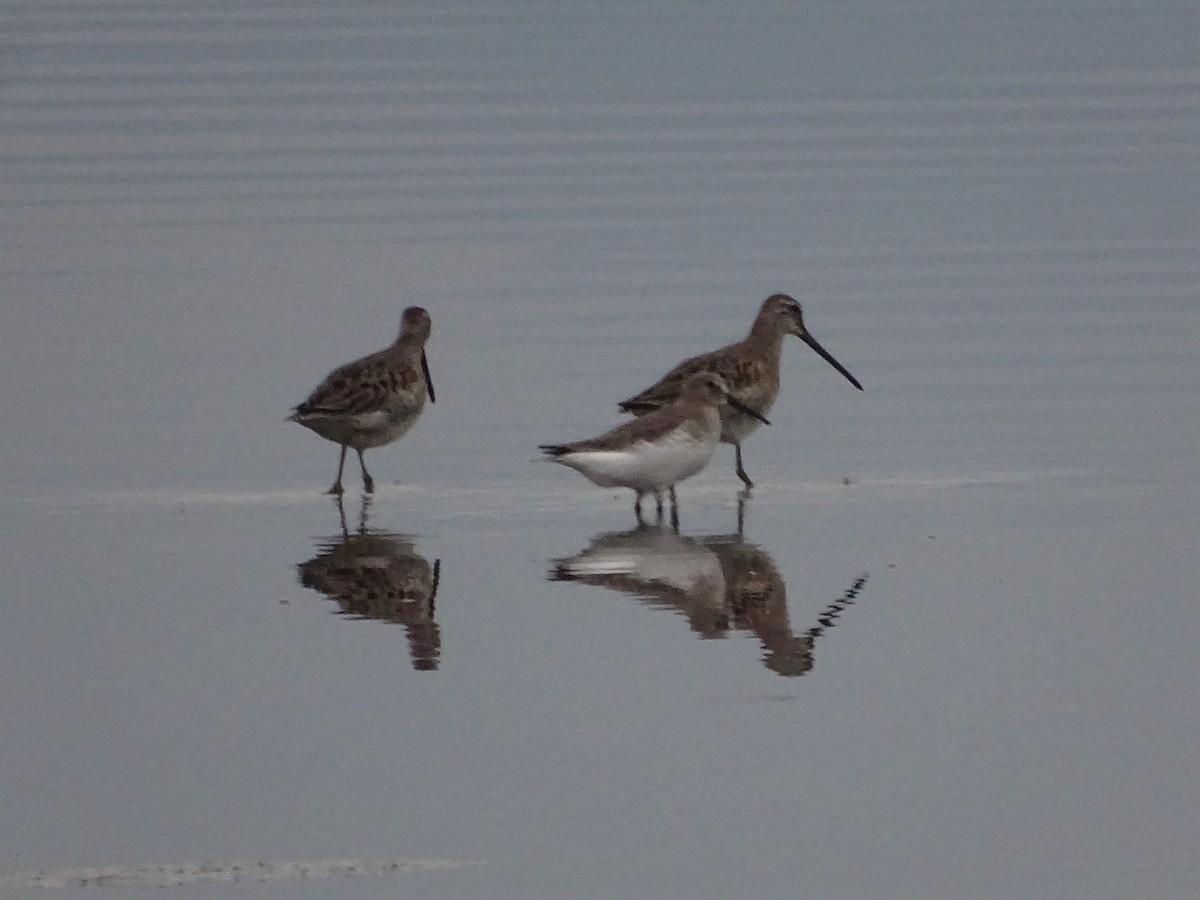 Dunlin - ML610701191