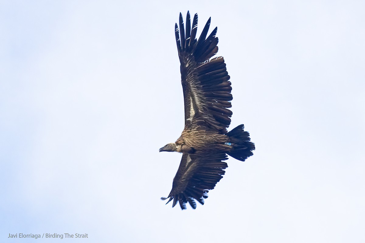 White-backed Vulture - Javi Elorriaga