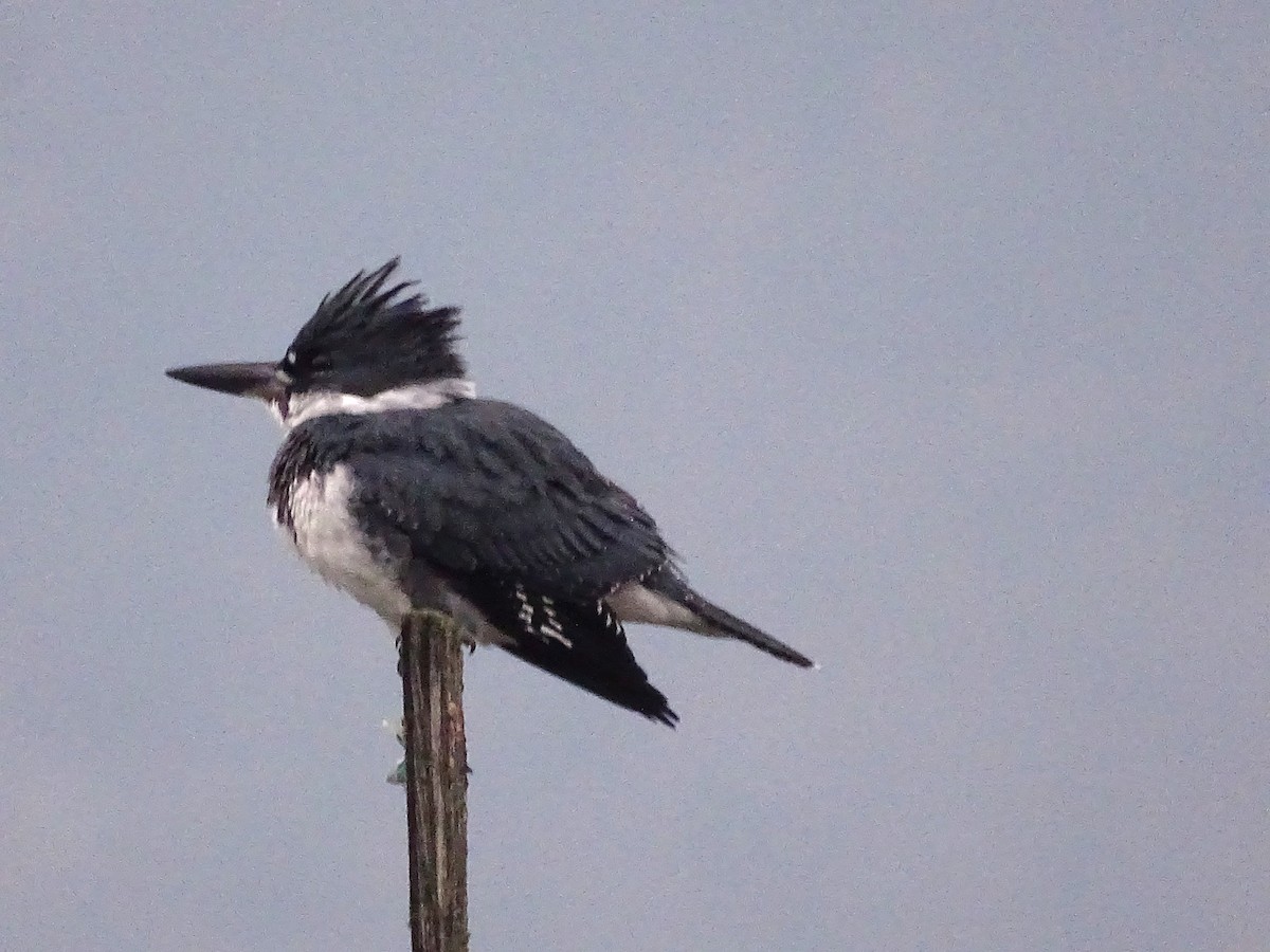 Belted Kingfisher - ML610701227